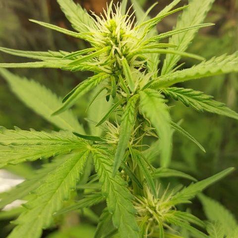 Abby growlog timeline photo