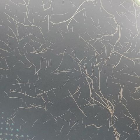 Abby growlog timeline photo