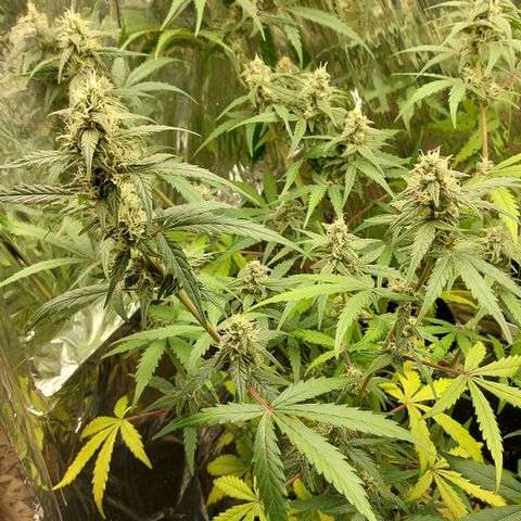Abby growlog timeline photo