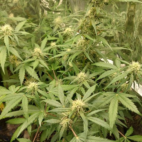 Ellie Marquito growlog timeline photo