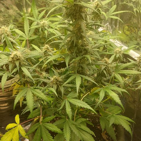 Ellie Marquito growlog timeline photo