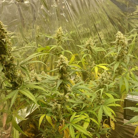 Abby growlog timeline photo