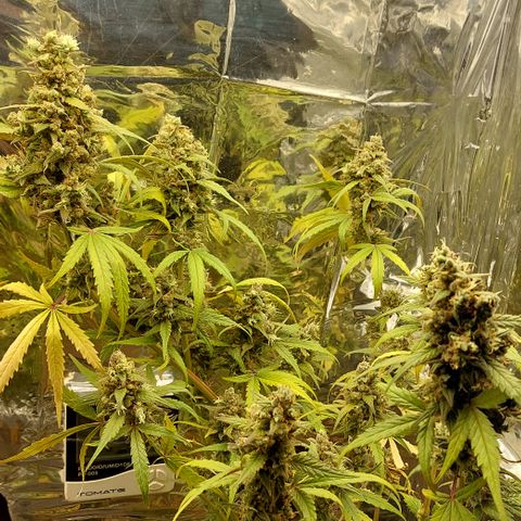 Abby growlog timeline photo
