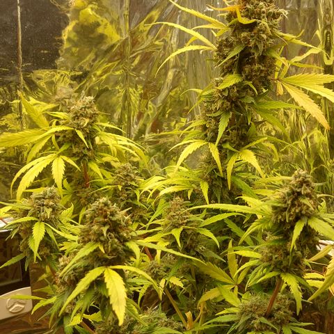 Ellie Marquito growlog timeline photo