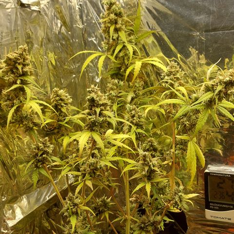 Abby growlog timeline photo