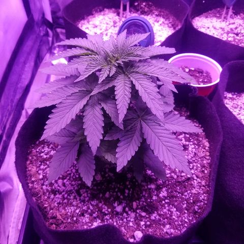Crystal growlog photo: All growth pictures up to this point of the grow. The plant is 4 weeks old and still haven't shown signs of gender.