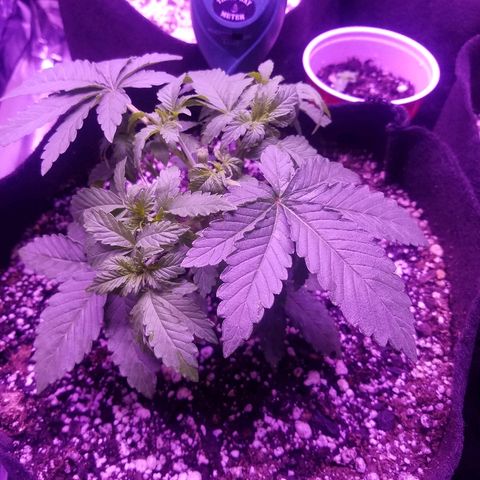 Crystal growlog photo: All growth pictures up to this point of the grow. The plant is 4 weeks old and still haven't shown signs of gender.