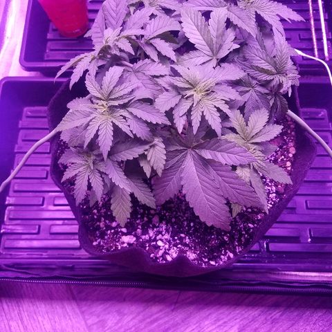 Crystal growlog photo: All growth pictures up to this point of the grow. The plant is 4 weeks old and still haven't shown signs of gender.