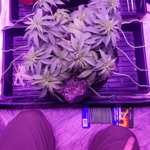 Crystal growlog timeline photo