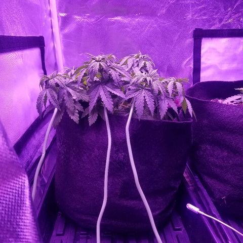 Crystal growlog photo: Leaves looks a little yellow on the top. Moved the LED light higher in case they are burning the leaves. Will see if the problem persists. Might just be stressed from training.