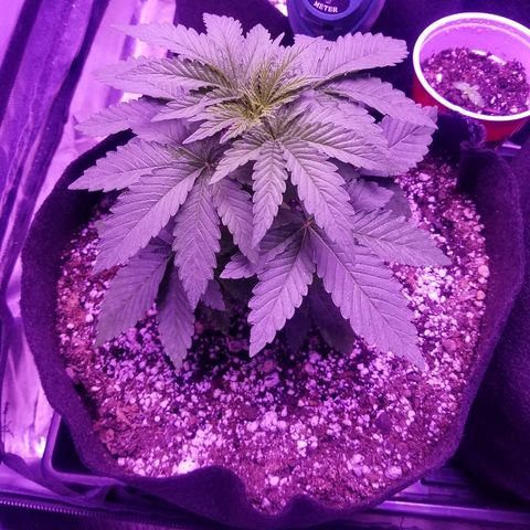 Crystal growlog photo: All growth pictures up to this point of the grow. The plant is 4 weeks old and still haven't shown signs of gender.