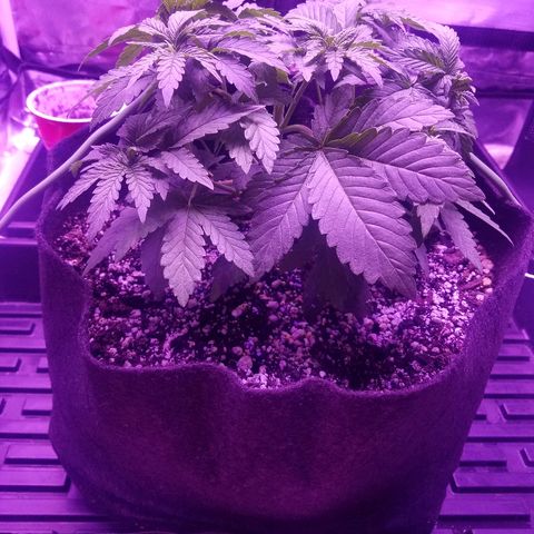 Crystal growlog photo: All growth pictures up to this point of the grow. The plant is 4 weeks old and still haven't shown signs of gender.