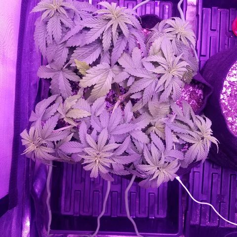 Crystal growlog photo: Leaves looks a little yellow on the top. Moved the LED light higher in case they are burning the leaves. Will see if the problem persists. Might just be stressed from training.