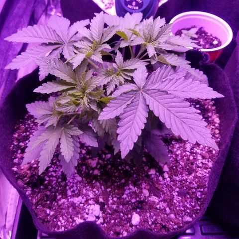 Crystal growlog photo: All growth pictures up to this point of the grow. The plant is 4 weeks old and still haven't shown signs of gender.