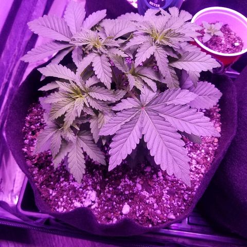 Crystal growlog photo: All growth pictures up to this point of the grow. The plant is 4 weeks old and still haven't shown signs of gender.