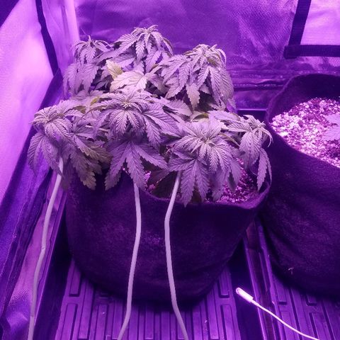 Crystal growlog photo: Looking about the same as yesterday still no sign of sex yet.