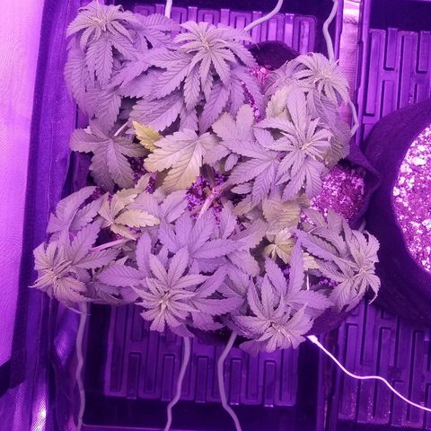 Crystal growlog photo: Looking about the same as yesterday still no sign of sex yet.