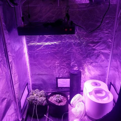 Crystal growlog photo: Some updated pics of what the grow environment looks like and the nutrients I have the plants.