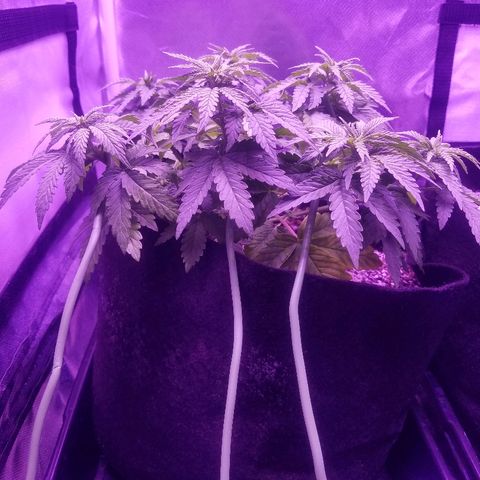 Crystal growlog photo: Leaves still seem yellow and I'm not sure of the new growth is turning yellow as well.