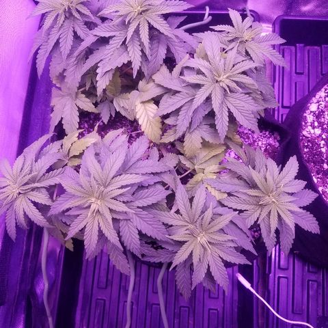 Crystal growlog photo: Leaves still seem yellow and I'm not sure of the new growth is turning yellow as well.