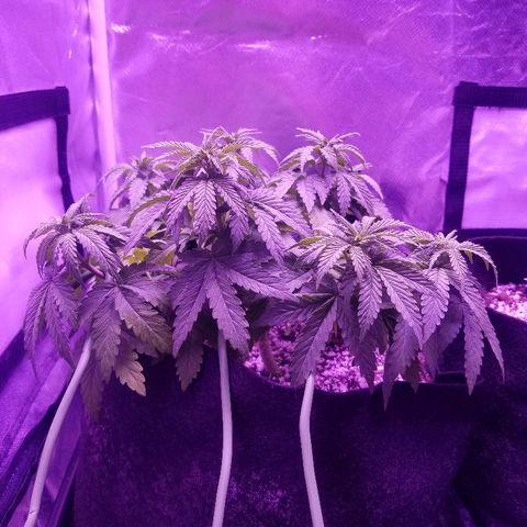 Crystal growlog photo: Just the pic of the day