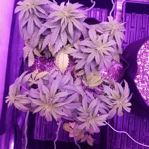 Crystal growlog timeline photo