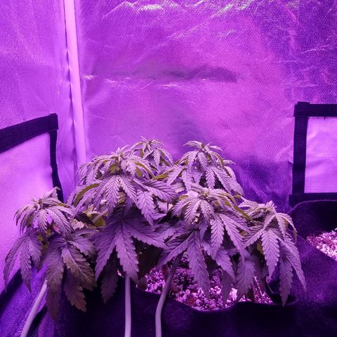 Crystal growlog photo: Daily pictures 