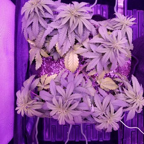 Crystal growlog photo: Daily pictures 
