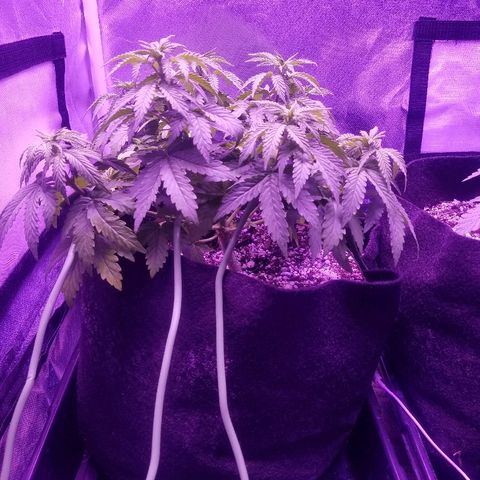 Crystal growlog photo: Daily photo update