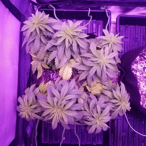 Crystal growlog photo: Daily photo update