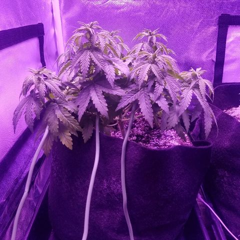 Crystal growlog photo: Daily pictures 