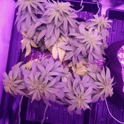 Crystal growlog photo: Daily pictures 