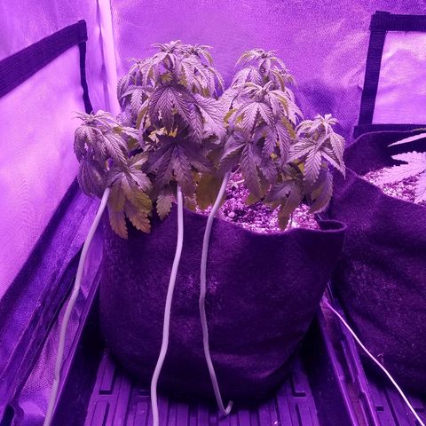 Crystal growlog photo: Daily pictures 