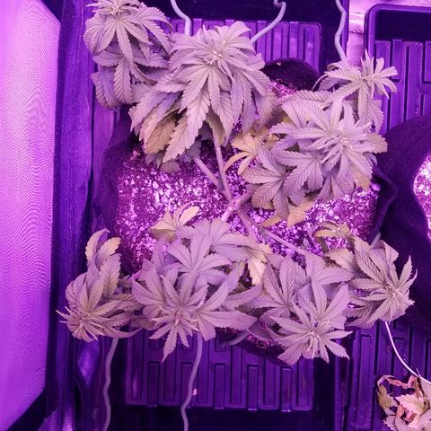 Crystal growlog photo: Daily pictures 
