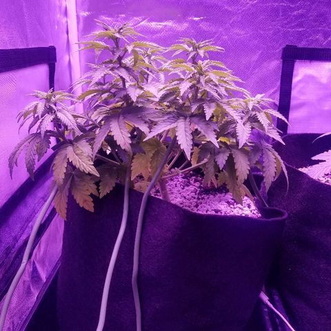 Crystal growlog photo: Daily pictures 