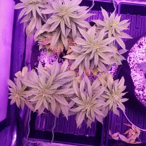 Crystal growlog photo: Daily pictures 