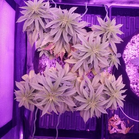 Crystal growlog photo: Daily pictures 