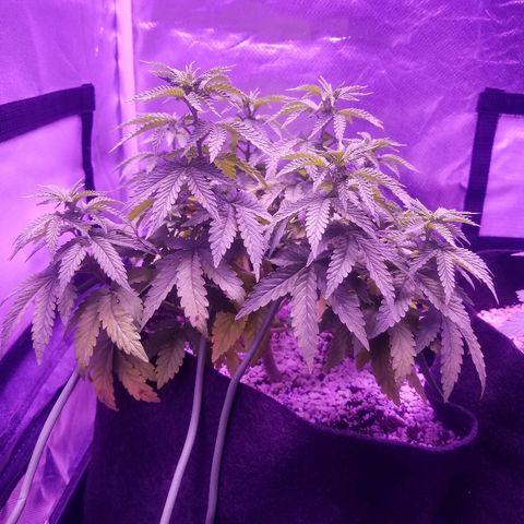 Crystal growlog photo: Daily pictures 