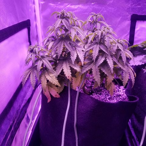 Crystal growlog photo: Daily pictures 