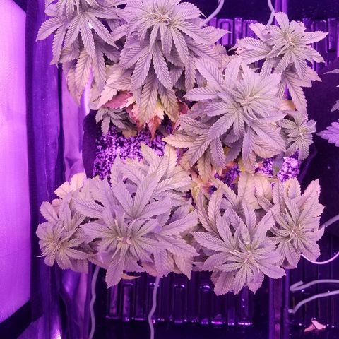 Crystal growlog timeline photo