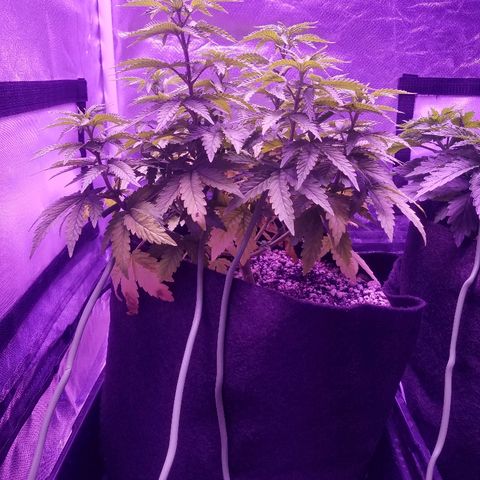 Crystal growlog photo: Daily pictures 