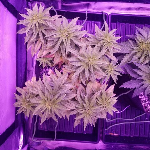 Crystal growlog photo: Daily pictures 