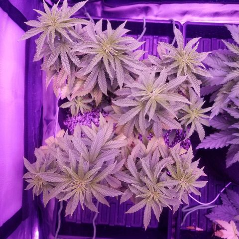 Crystal growlog photo: Daily pictures 