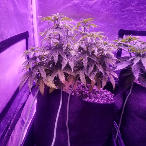 Crystal growlog photo: Daily pictures 