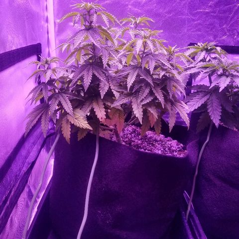Crystal growlog photo: Daily pictures
