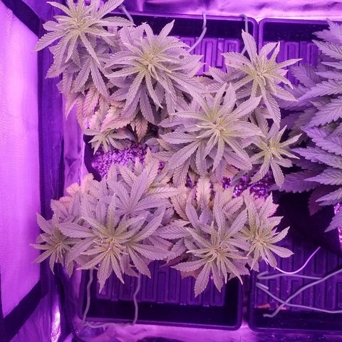 Crystal growlog photo: Daily pictures