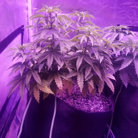 Crystal growlog photo: Daily pictures 