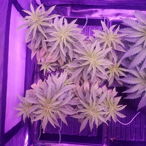 Crystal growlog photo: Daily pictures 