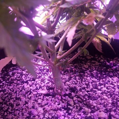 Crystal growlog photo: Daily pictures 