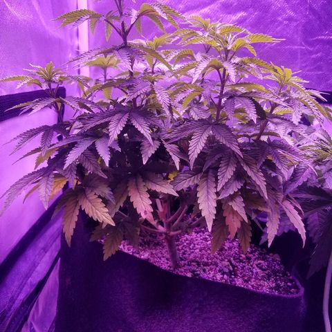 Crystal growlog photo: Daily pictures 